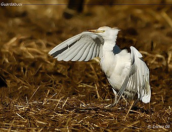 Animali 219